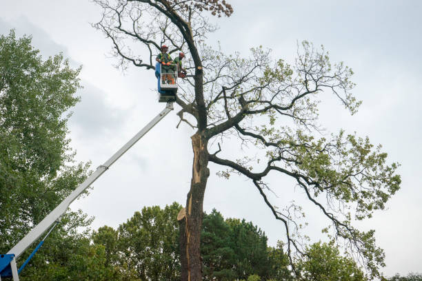 Best Seasonal Cleanup  in USA